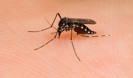 mosquito1.jpg