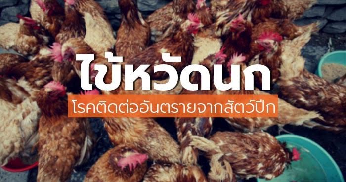 ไข้หวัดนก ไข้หวัดนก