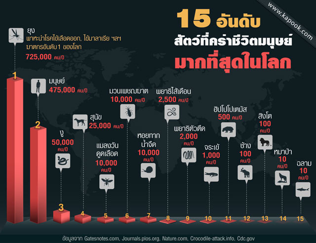 ไข้เลือดออก ไข้เลือดออก